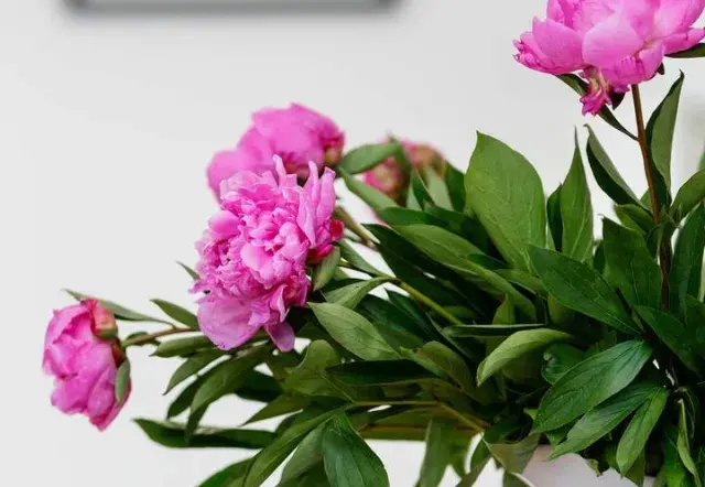 Friern Road, holiday home in London