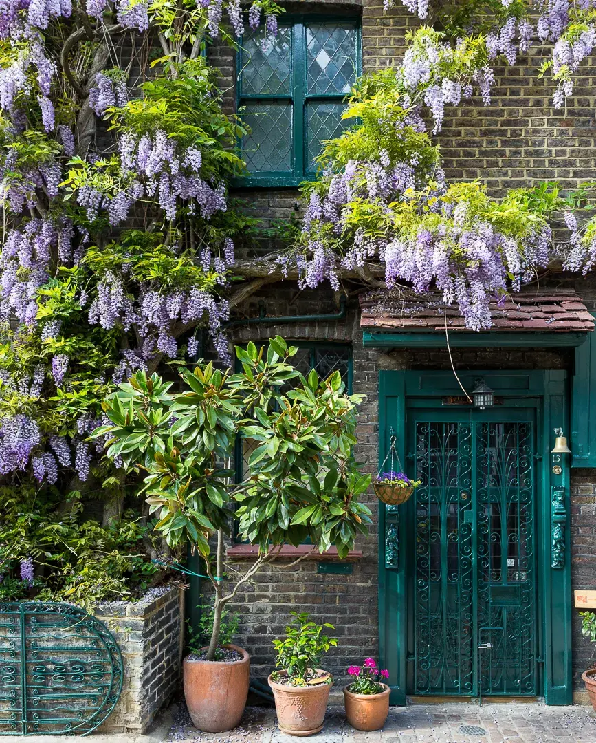 Kensington Area Plants