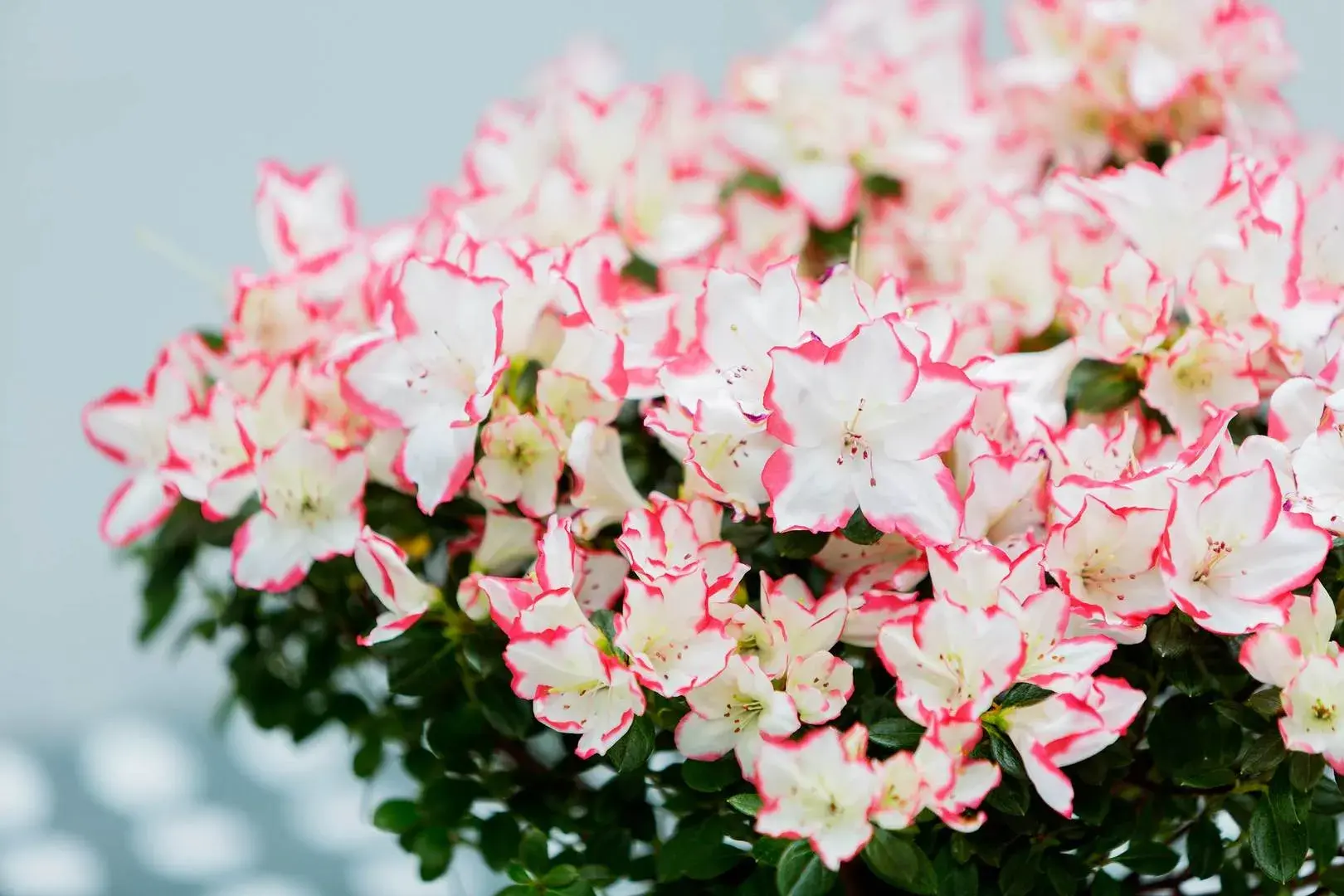 Leathwaite Road, holiday home in Clapham, London