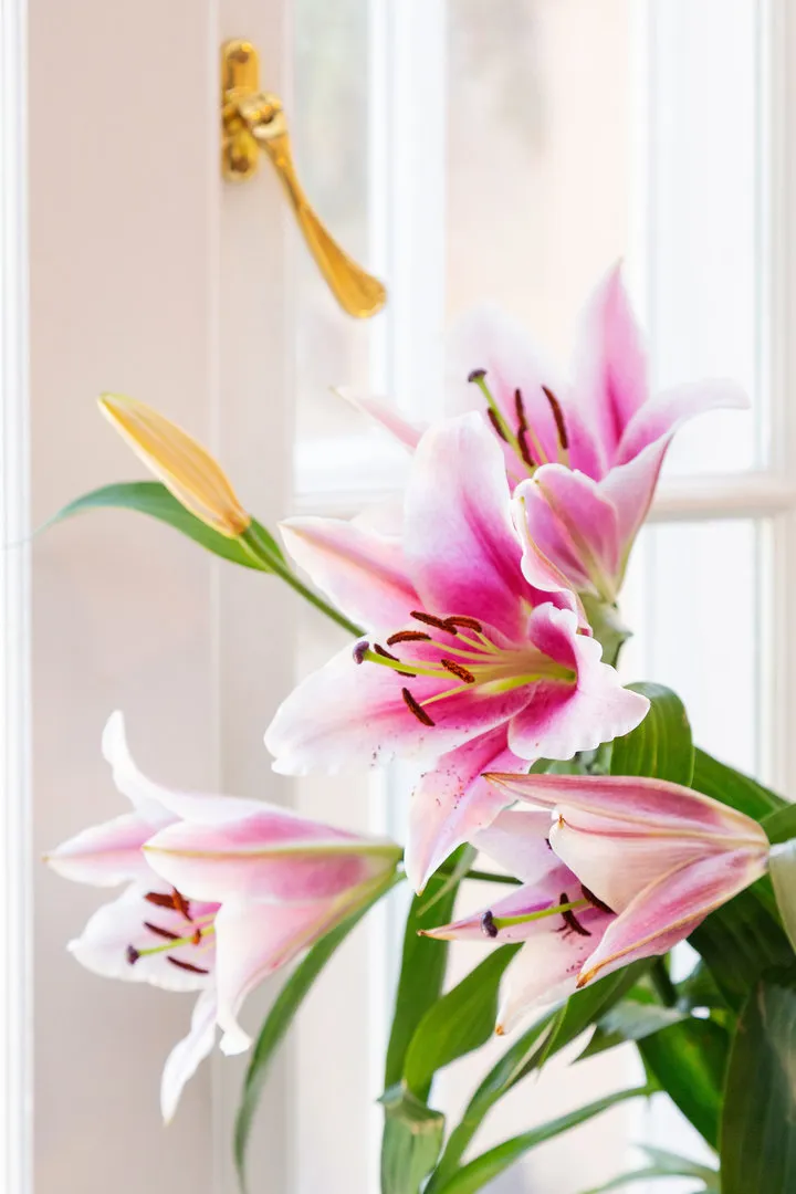 Fairbridge Road II, holiday home in Archway, London