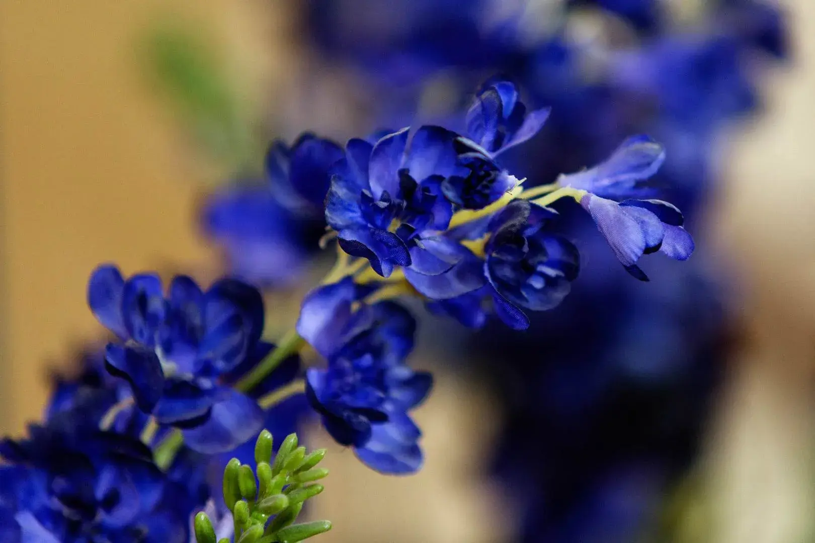 Clareville Grove, holiday home in Kensington, London