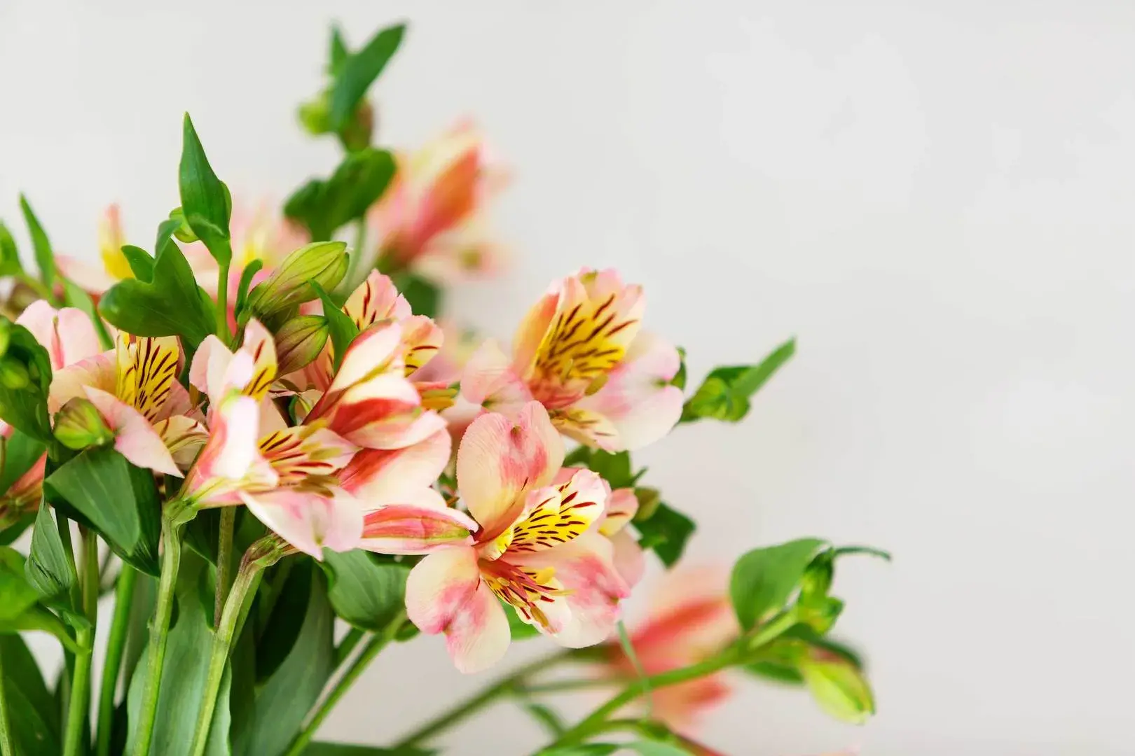 Tremlett Grove, holiday home in Highgate, London