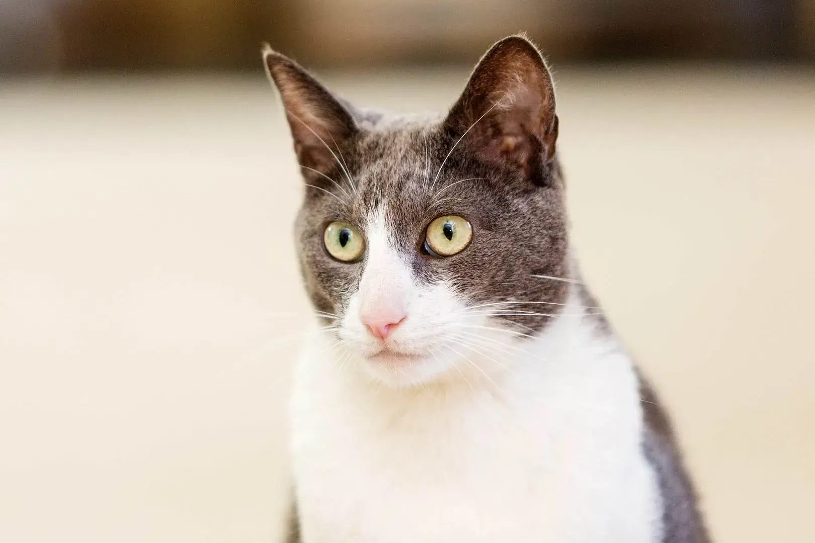 Eglantine Road, holiday home in Wandsworth, London