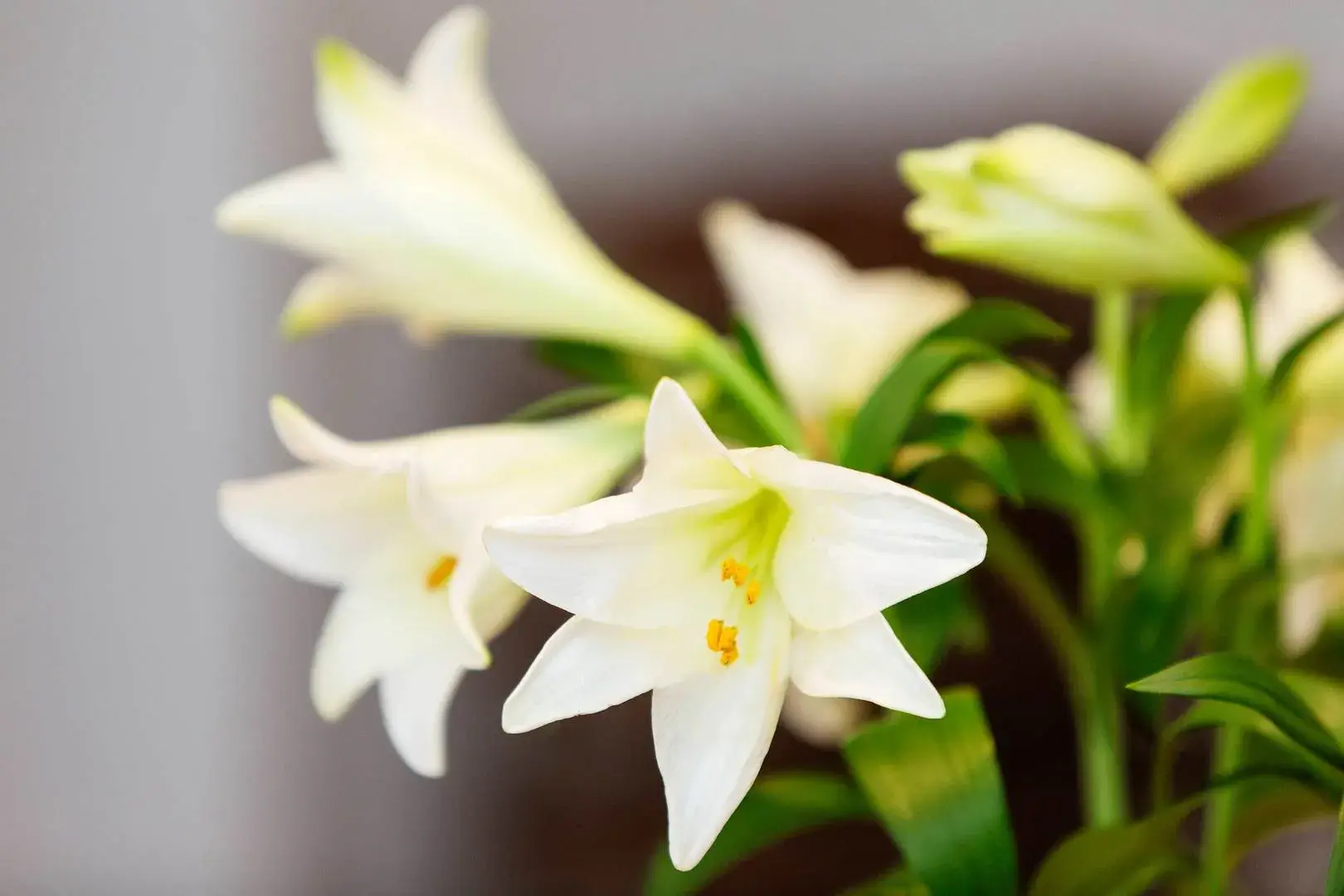 Rawlings Street, holiday home in Chelsea, London