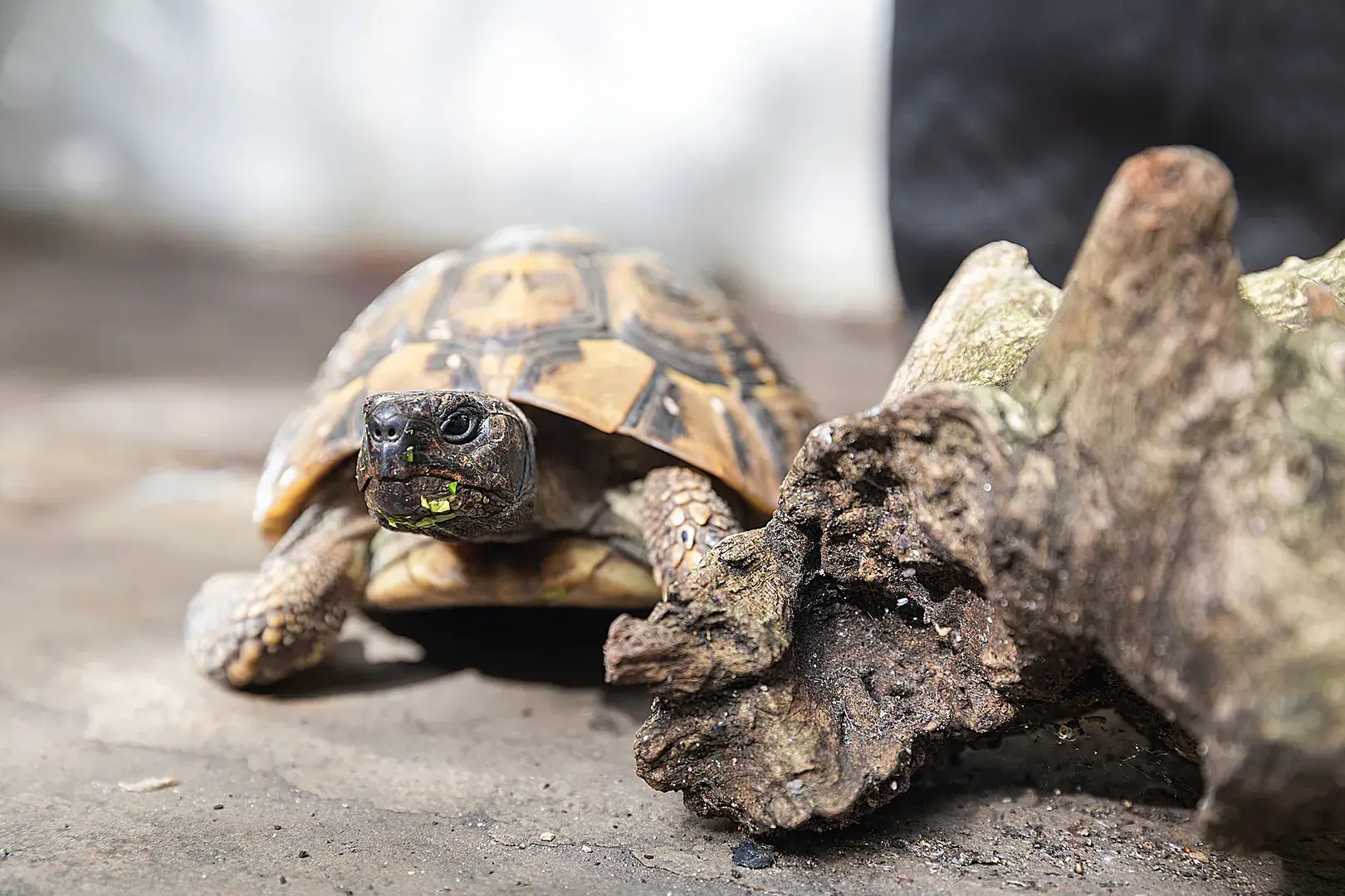 Perrins Lane, holiday home in Hampstead, London